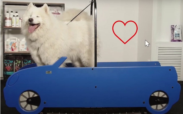 TD VET-TSZDOR PRODACT, LLC (VETBOT) - 4