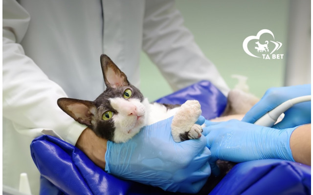 TD VET-TSZDOR PRODACT, LLC (VETBOT) - 5