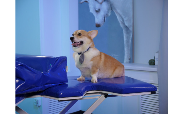 TD VET-TSZDOR PRODACT, LLC (VETBOT) - 2